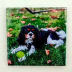 A single photo magnet of a dog, on a plain wall